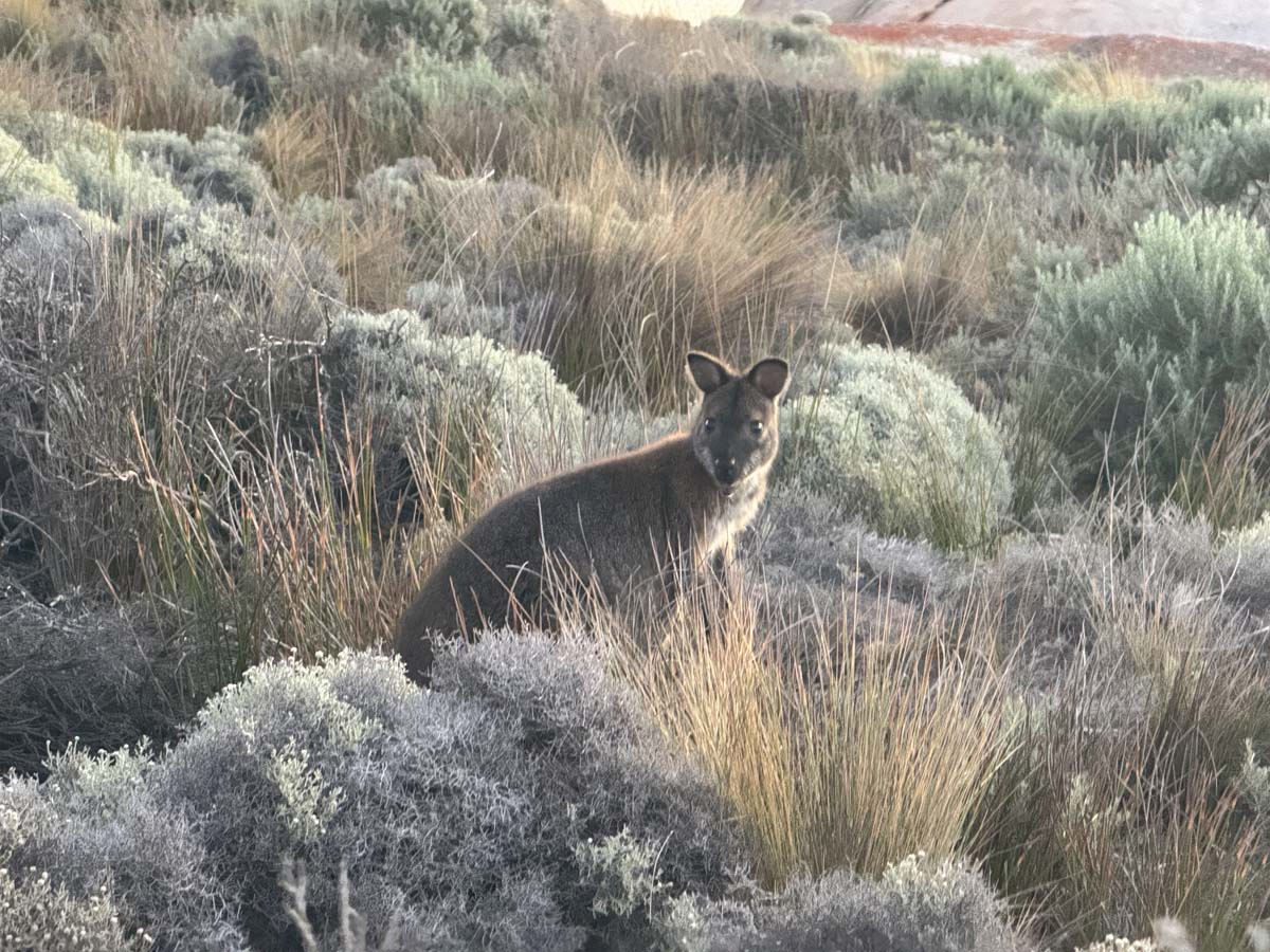 Trousers point walk flinders island 12