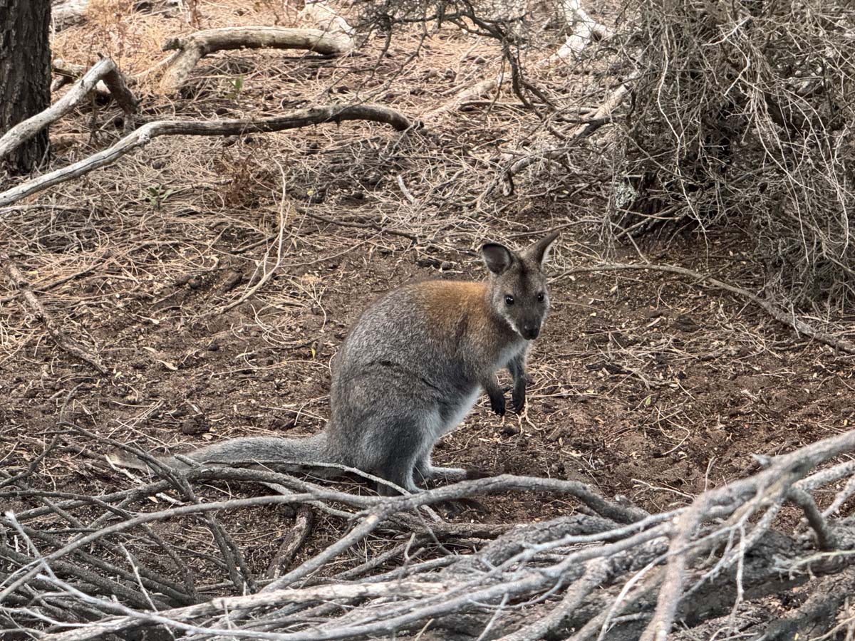 Trousers point walk flinders island 2