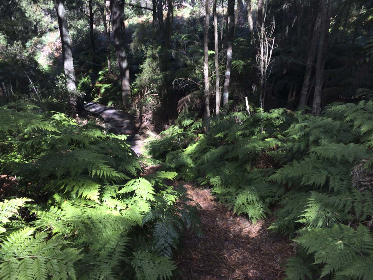 Two bays walking track 20