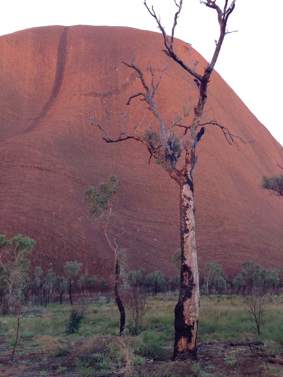 Uluru base walk 21