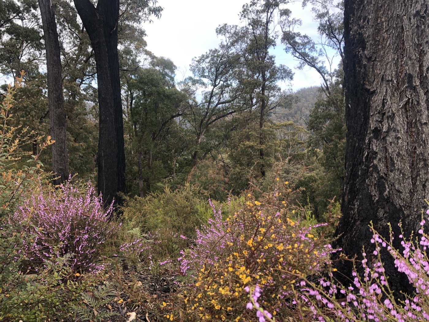 Walhalla to britannia creek (1)