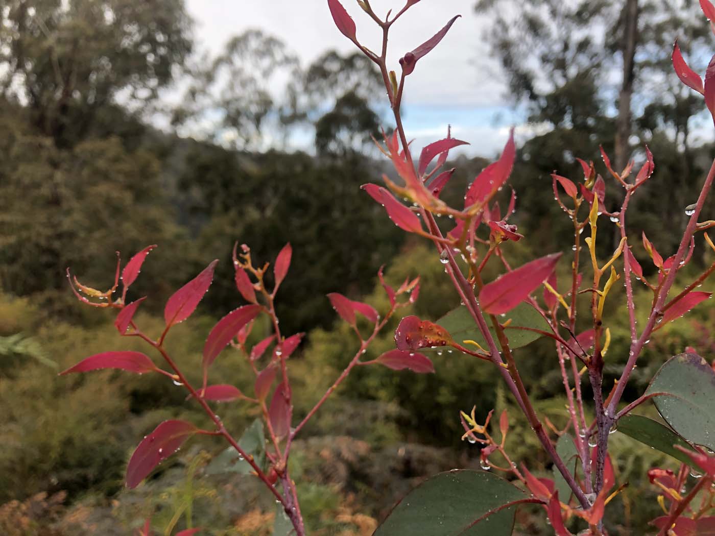 Walhalla to britannia creek (2)