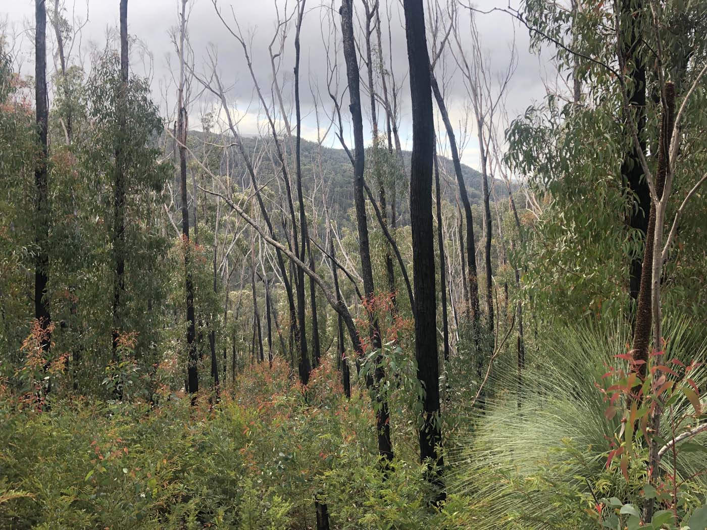Walhalla to britannia creek (6)