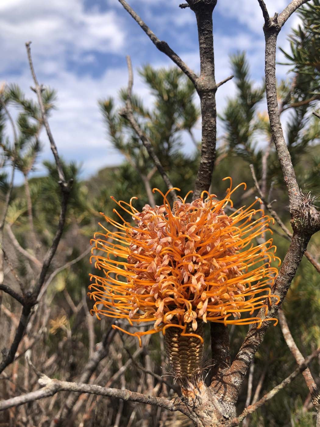 Porters pass hike (53)