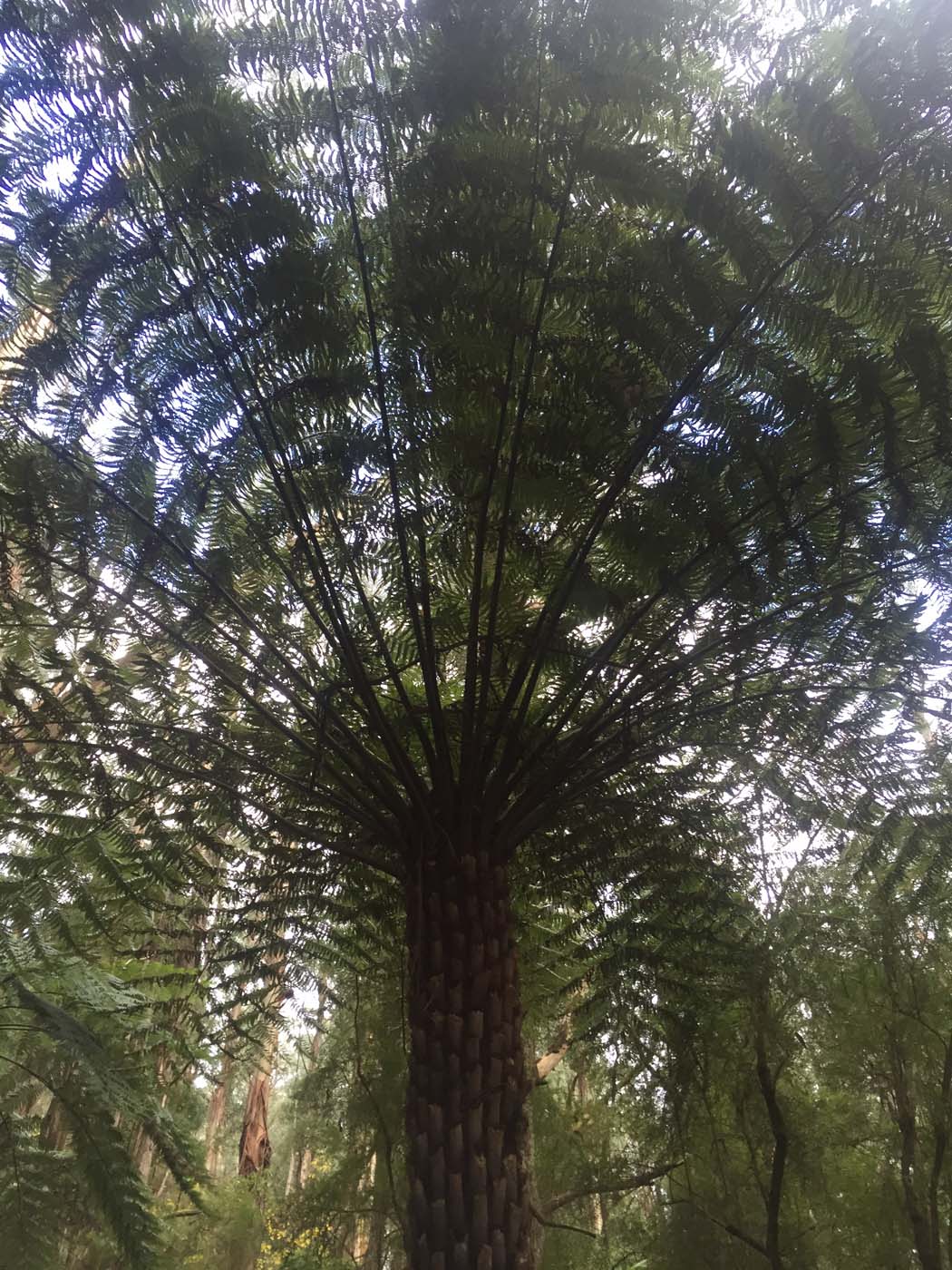 Warburton to mt donna buang (10)
