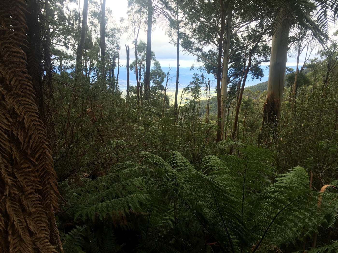 Warburton to mt donna buang (4)