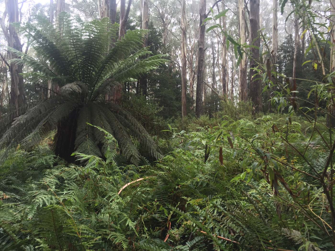 Warburton to mt donna buang (5)