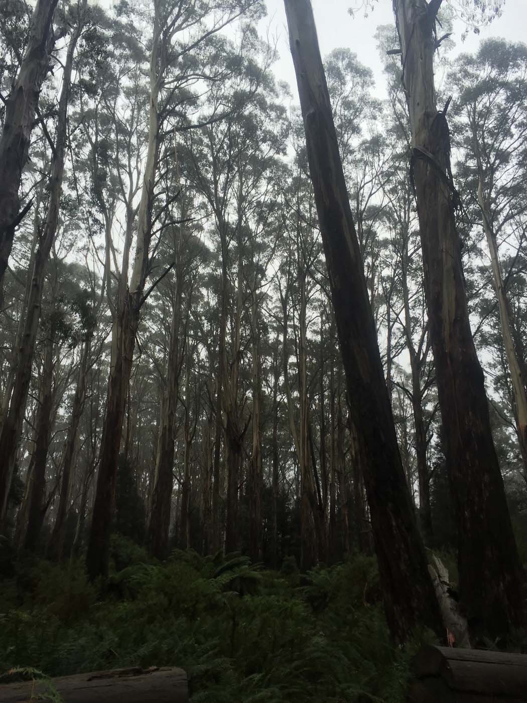 Warburton to mt donna buang (6)