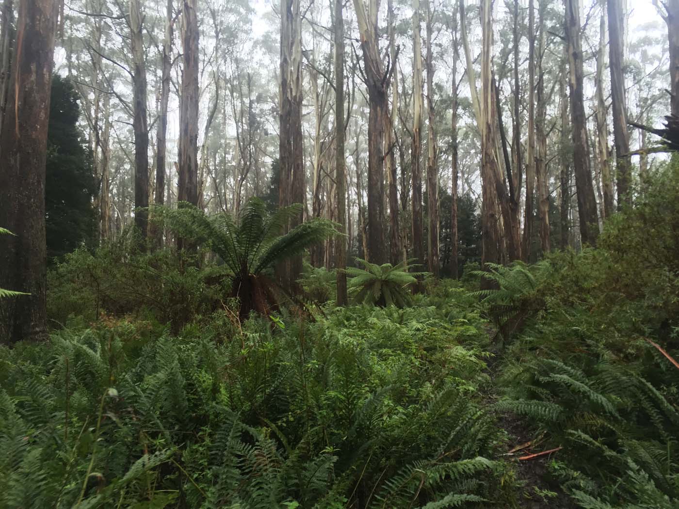 Warburton to mt donna buang (7)