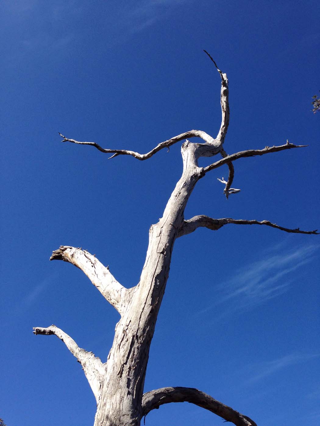 Werribee gorge circuit via shelter shed hike (25)