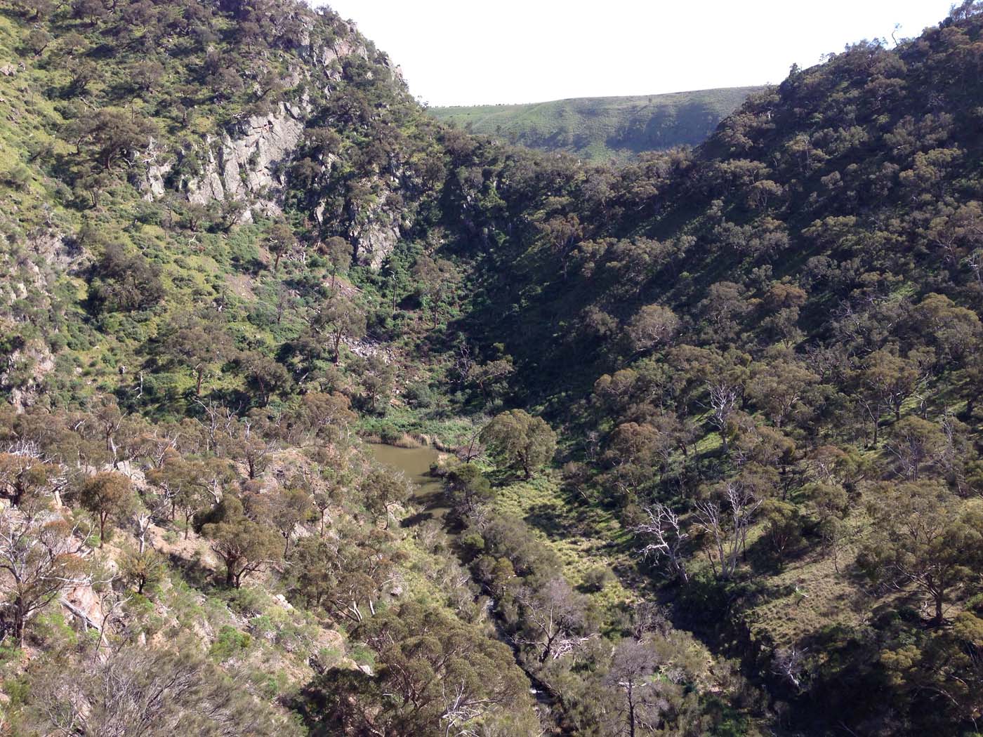 Werribee gorge circuit via shelter shed hike (30)