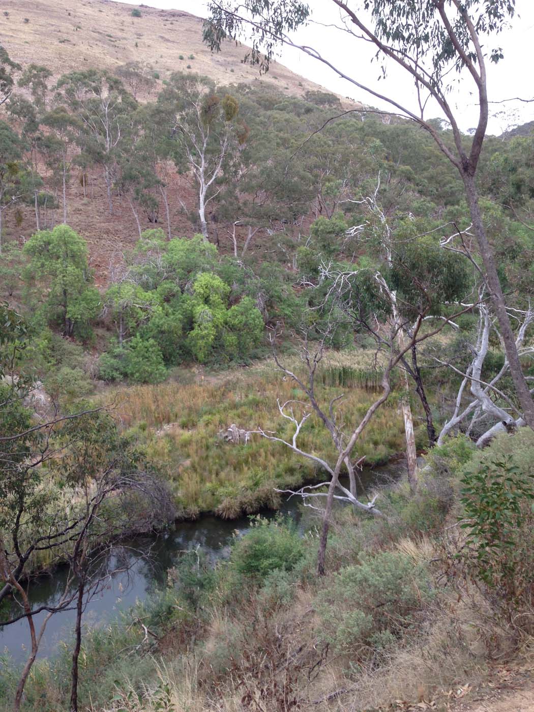 Werribee gorge circuit via shelter shed hike (64)