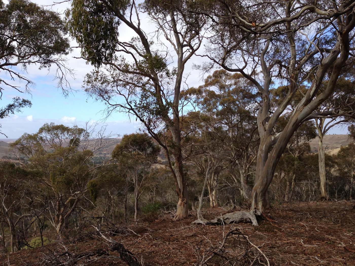 Werribee gorge circuit via shelter shed hike (66)