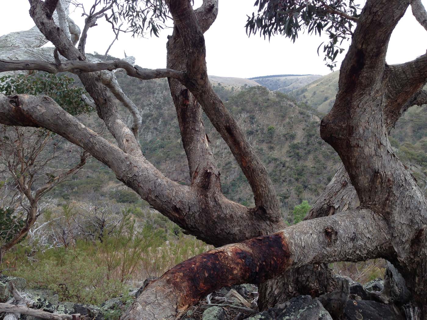 Werribee gorge circuit via shelter shed hike (9)