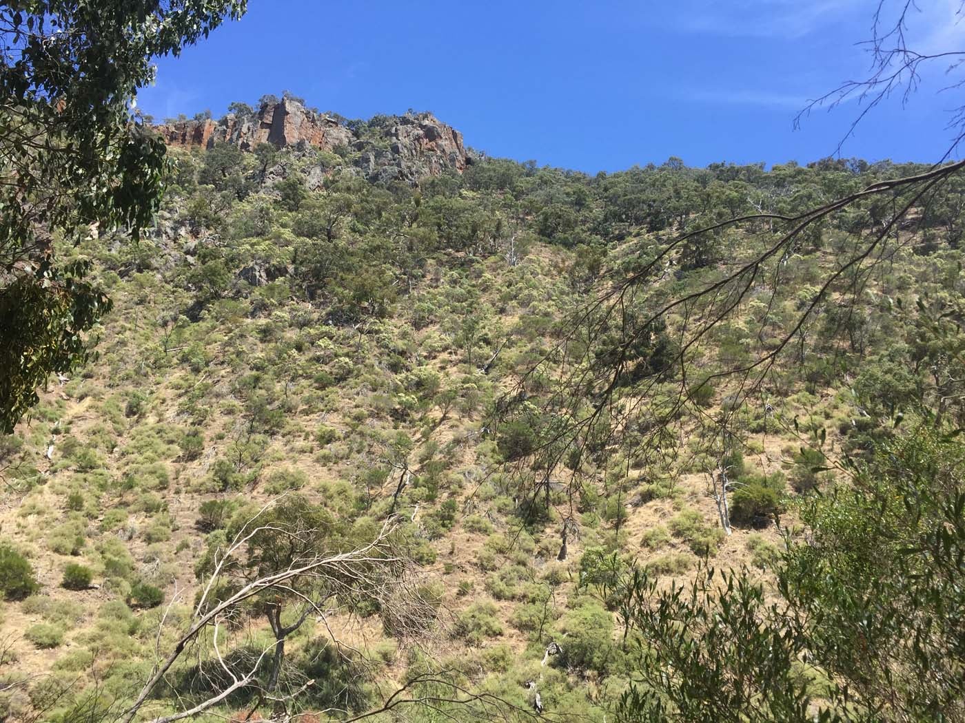 Werribee gorge circuit via shelter shed hike (93)