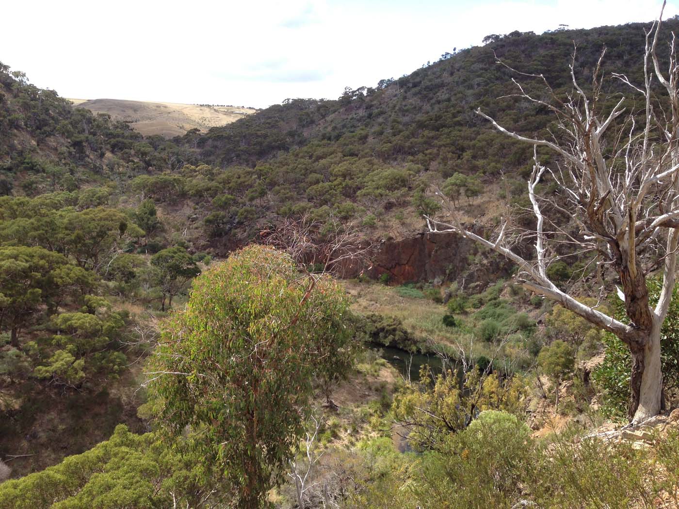 Werribee gorge circuit (28)