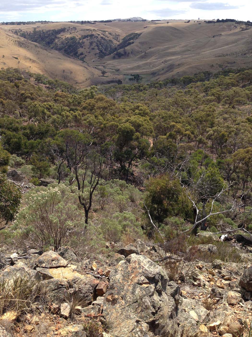 Werribee gorge circuit (31)