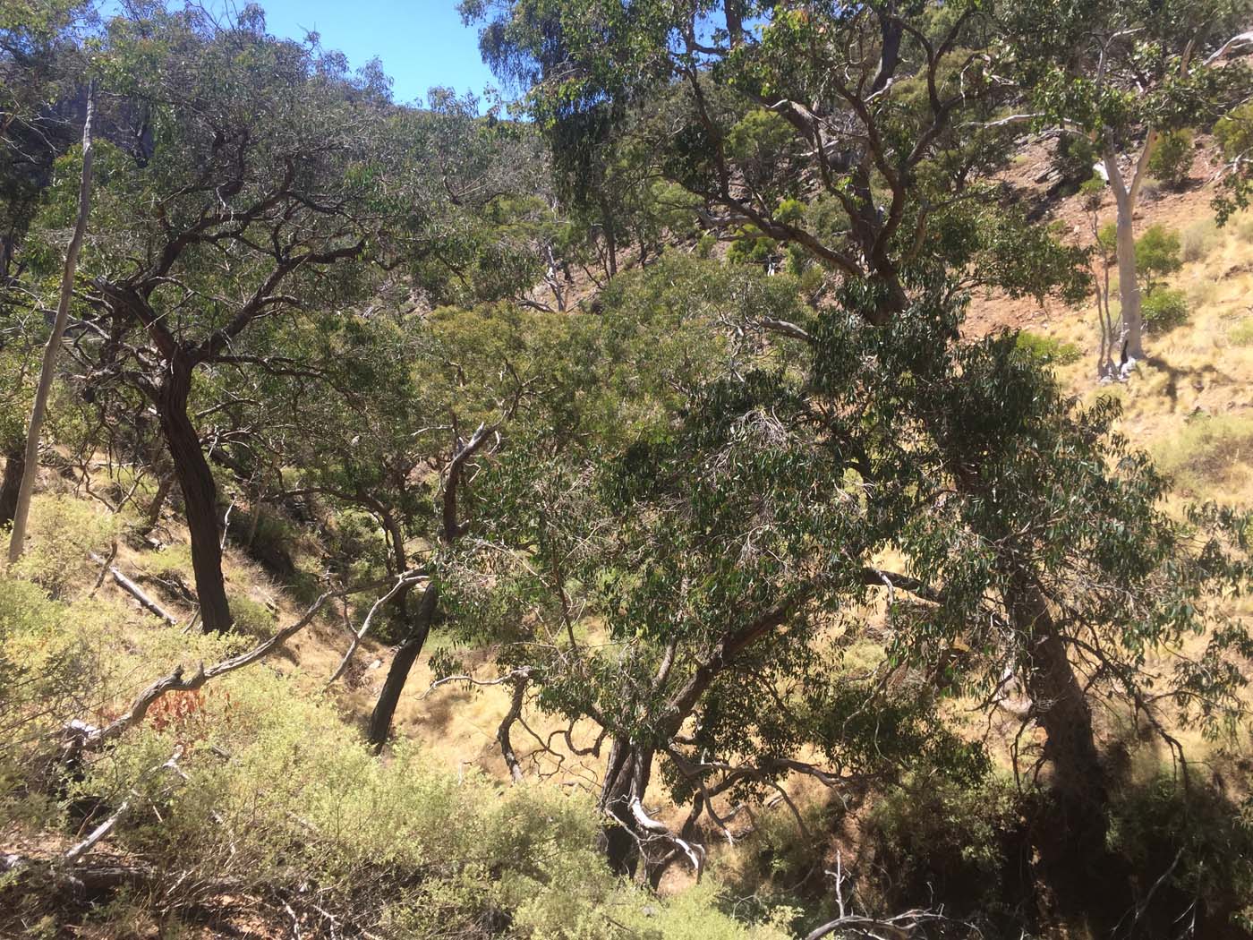 Werribee gorge scenic rim hike (10)