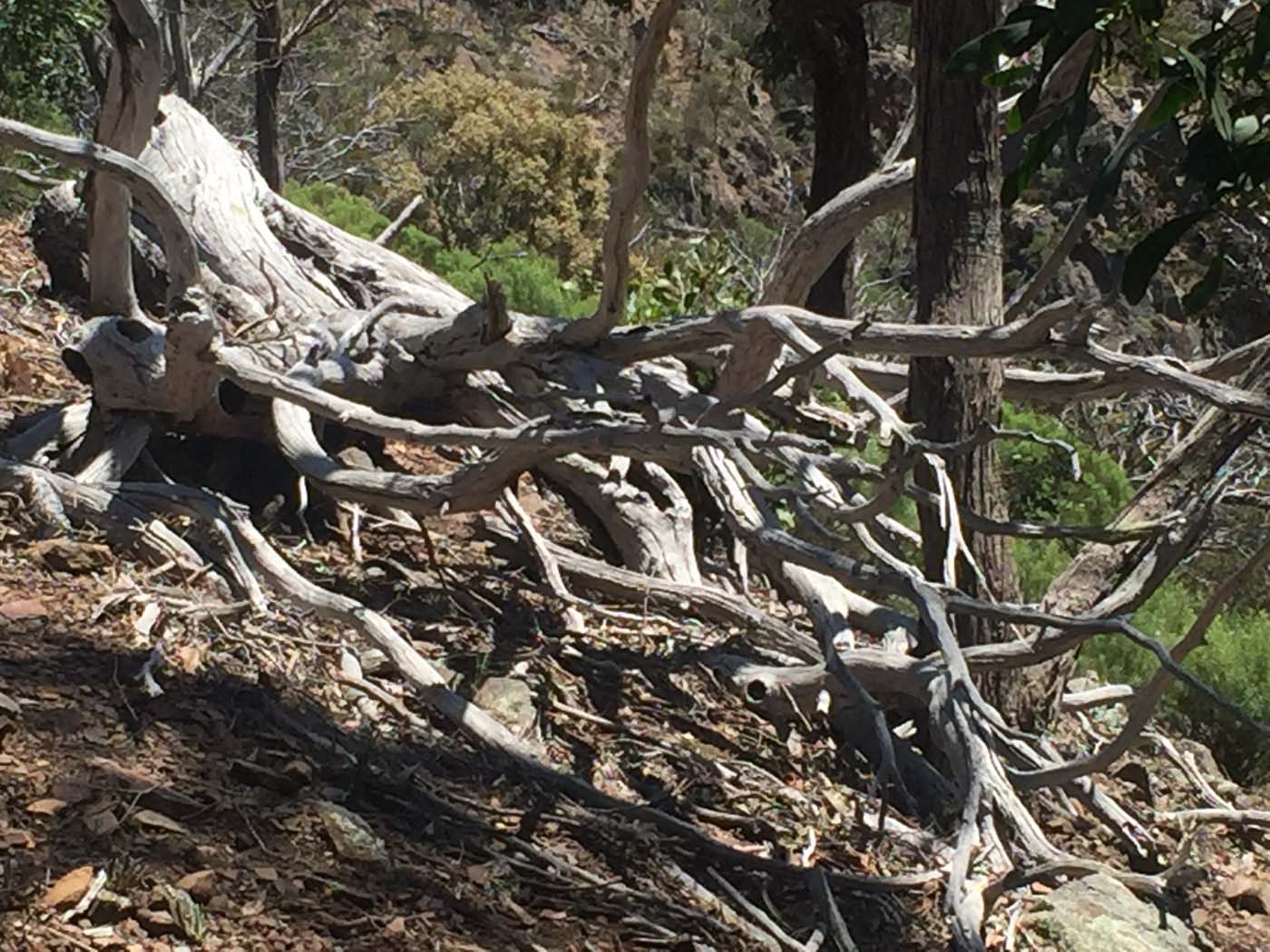 Werribee gorge scenic rim hike (28)