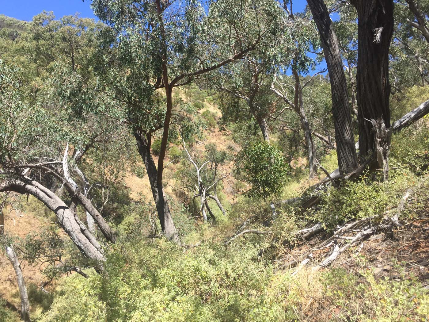 Werribee gorge scenic rim hike (9)