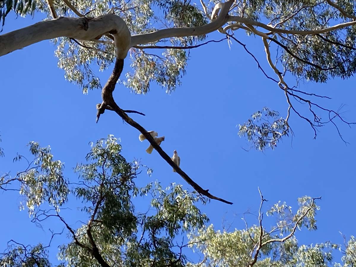 Werribee river mount hope circuit 2 hike 17