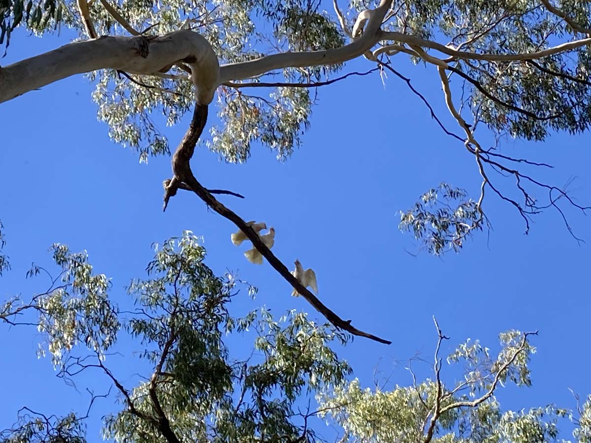 Werribee river mount hope circuit 2 hike 18