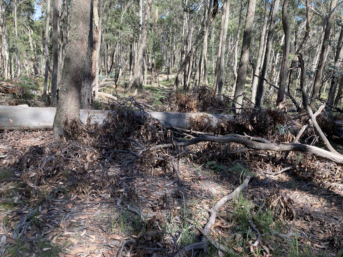 Werribee river mount hope circuit 2 hike 3