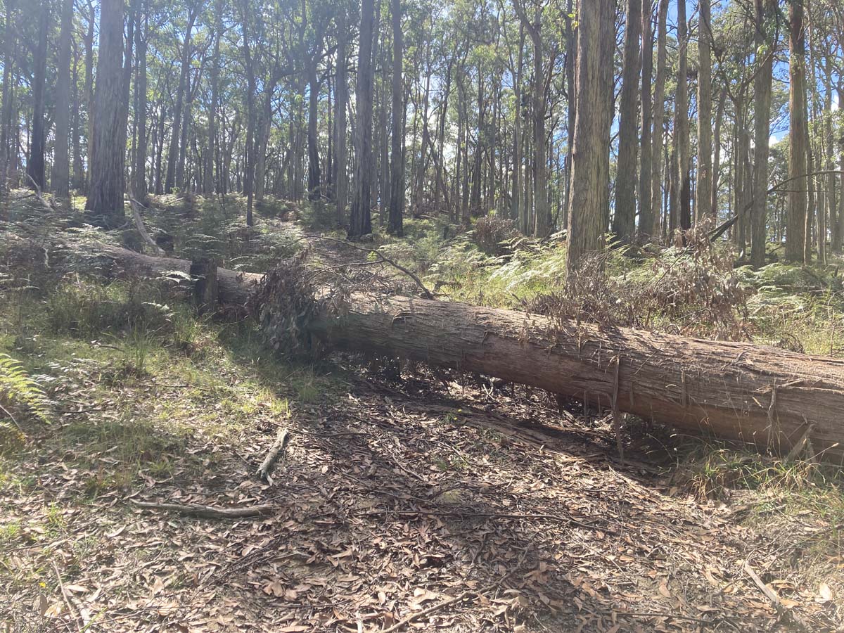 Werribee river mount hope circuit 2 hike 8