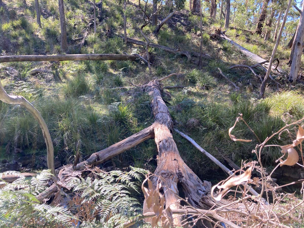 Werribee river mount hope circuit hike 3