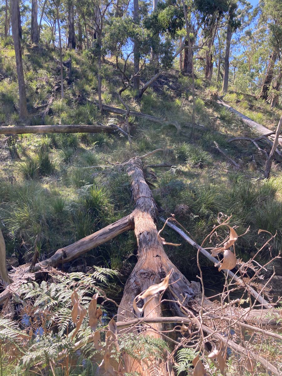Werribee river mount hope circuit hike 4