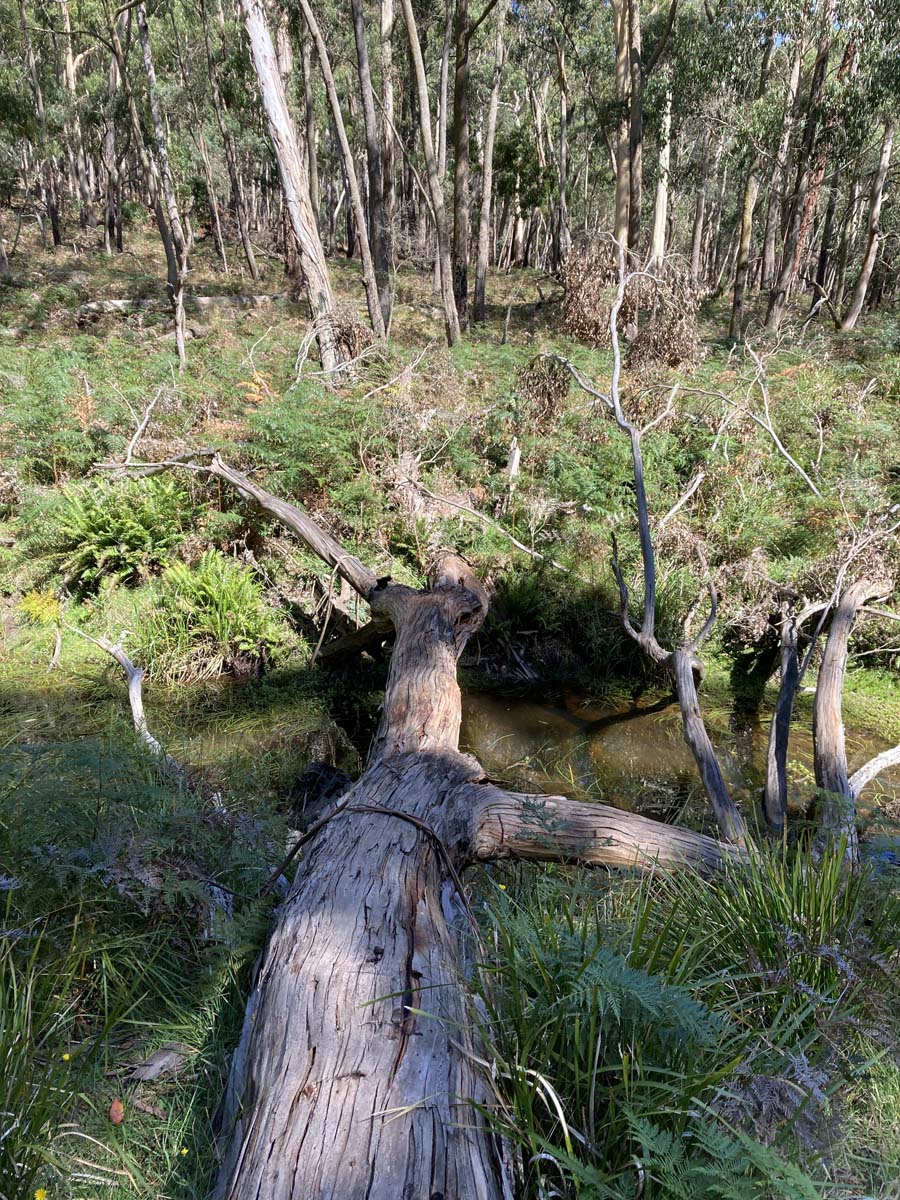 Werribee river mount hope circuit hike 6