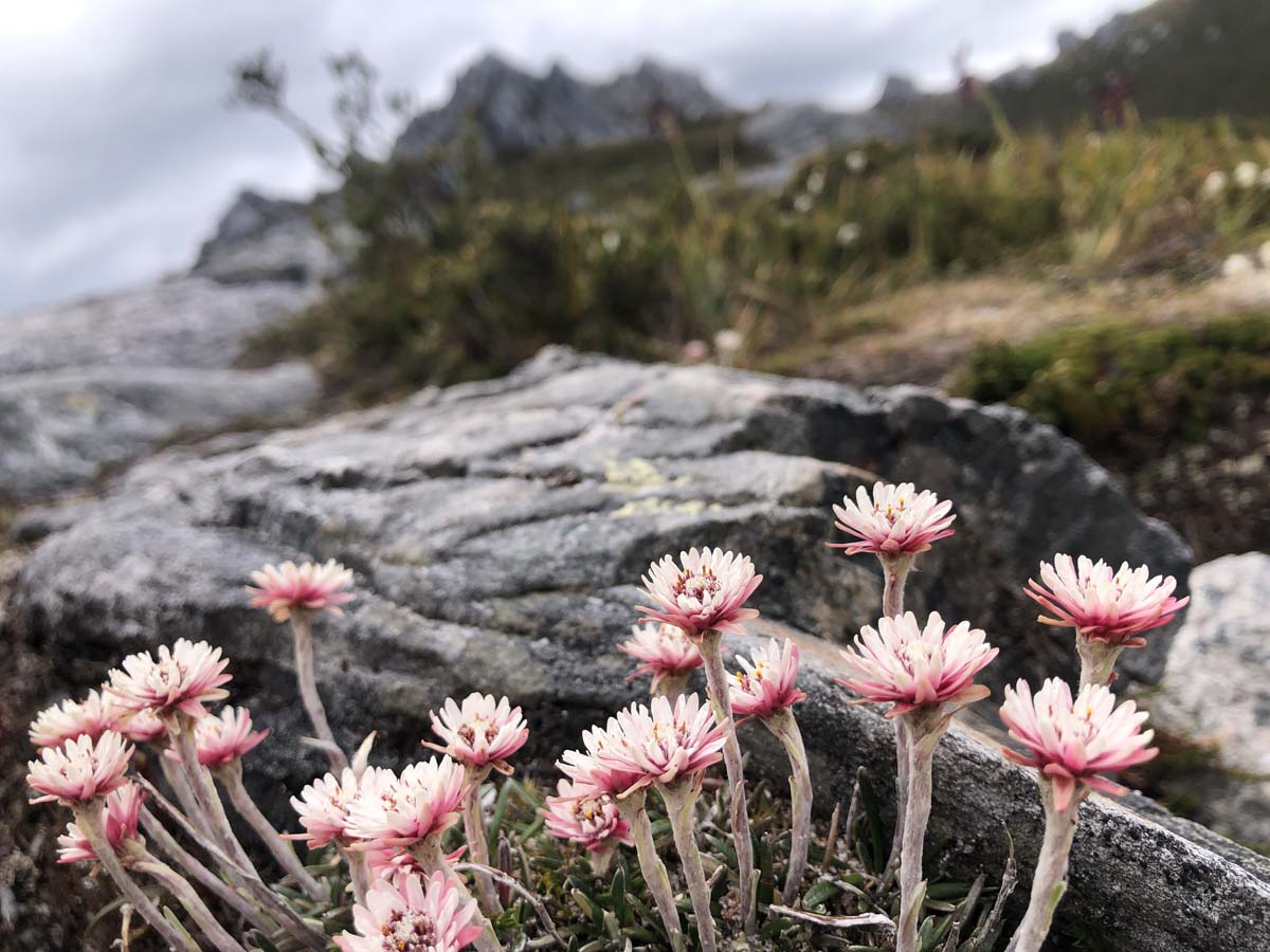 Western arthurs traverse a k hike 181