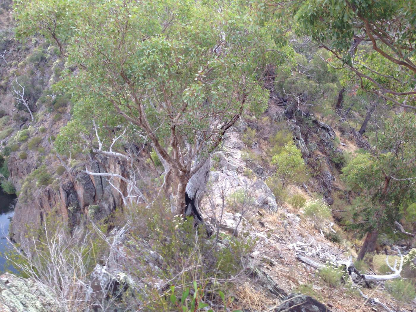 Western bluff falcons lookout (1)