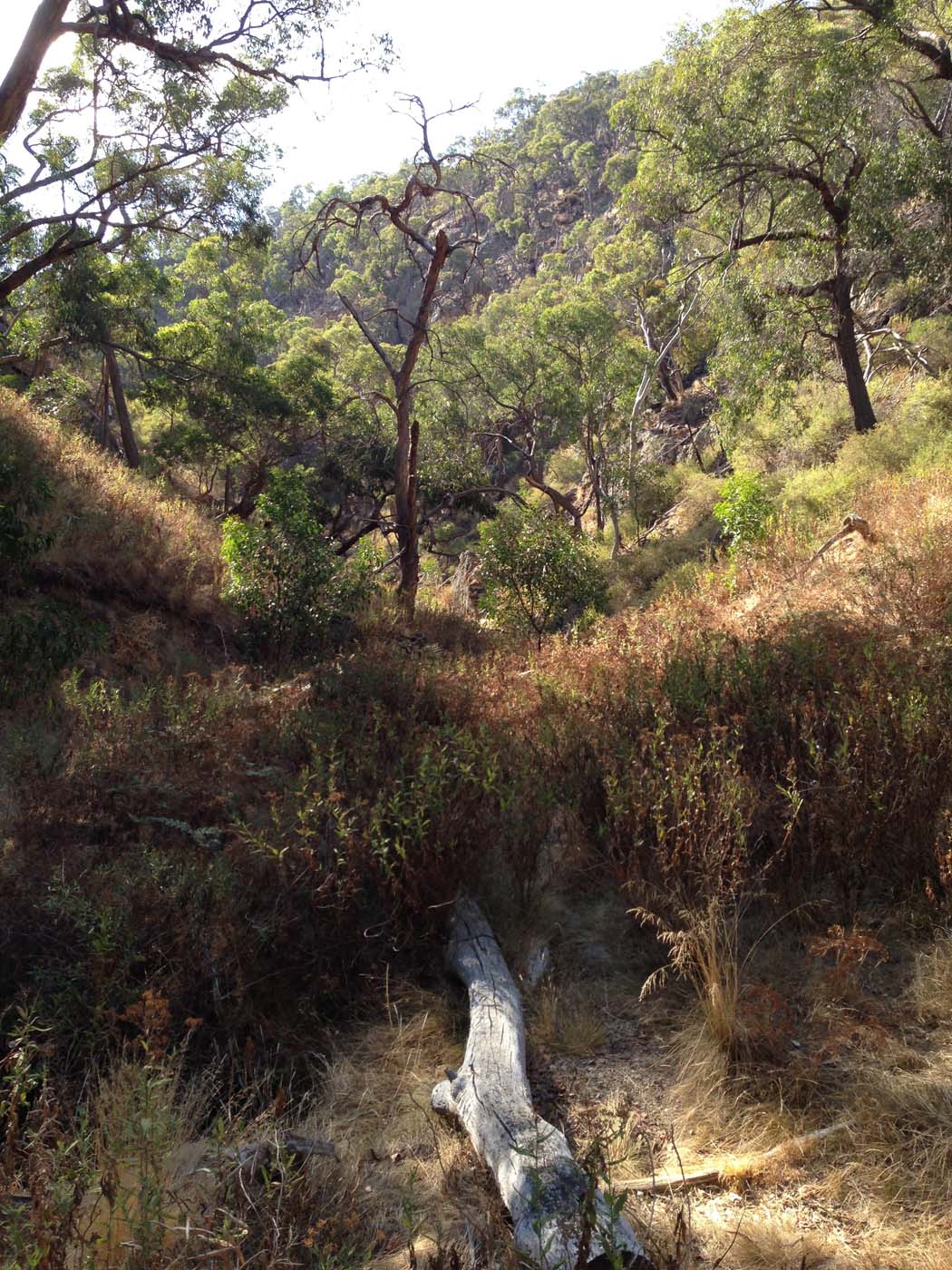 Western bluff falcons lookout (19)