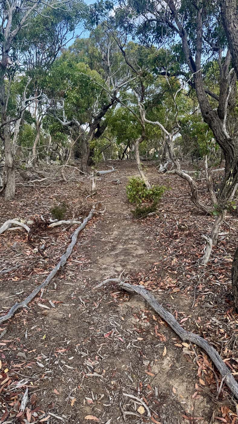 Western bluff lookout walk (6)