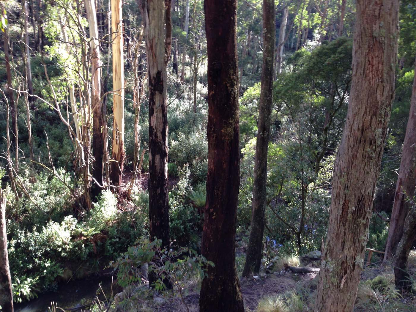 Whipstick loop walk (1)