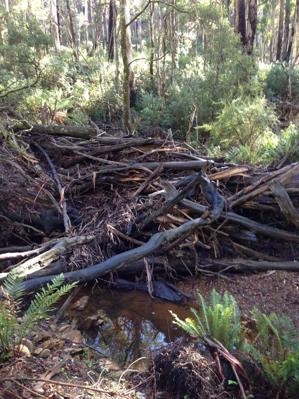 Whipstick loop walk (13)