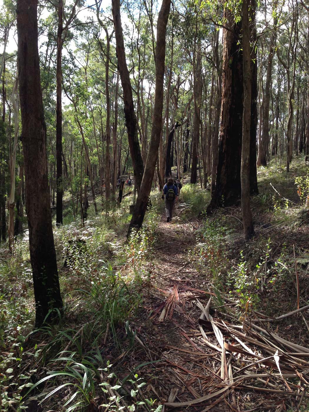 Whipstick loop walk (14)