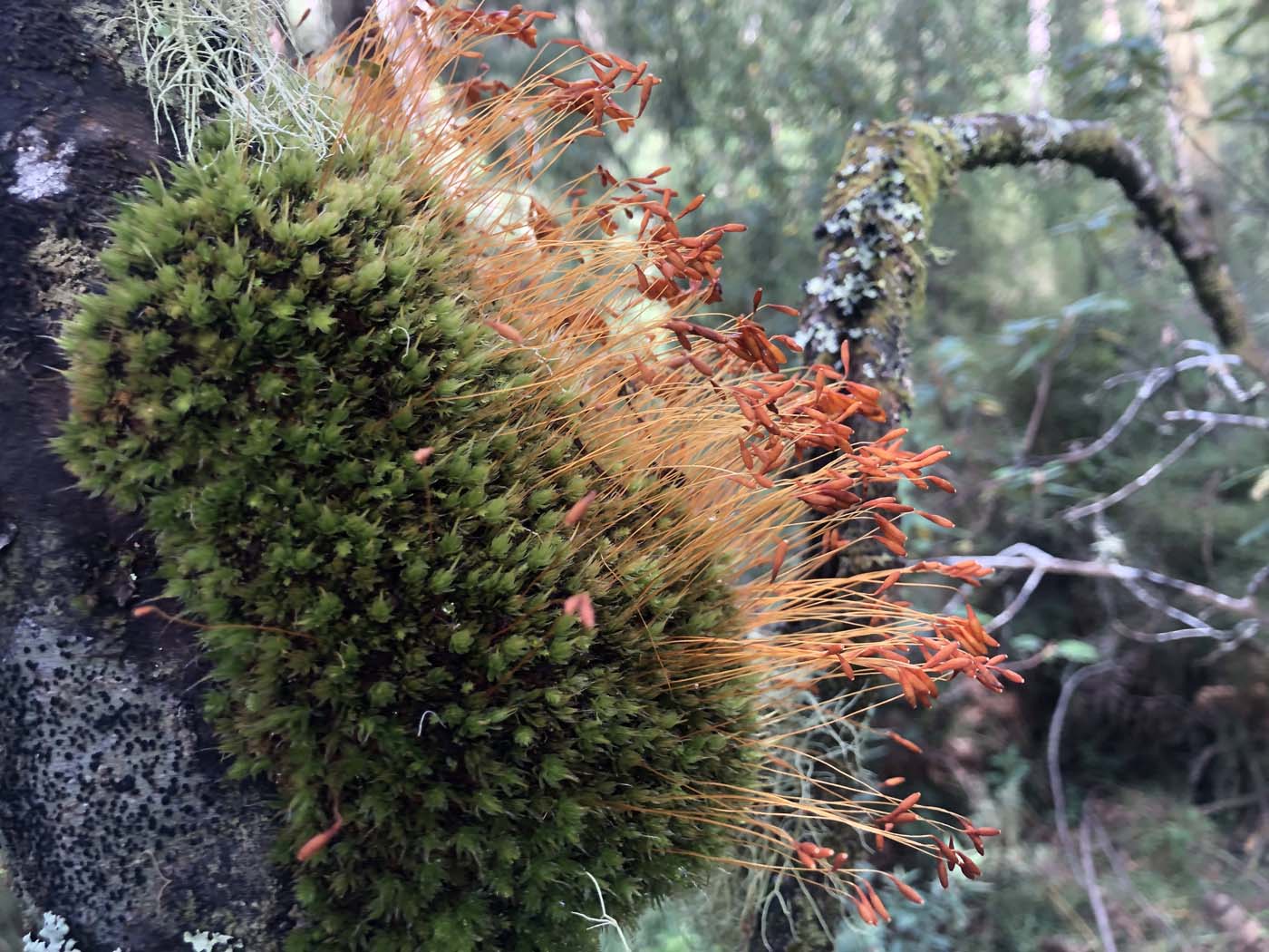 Whipstick loop walk (2)