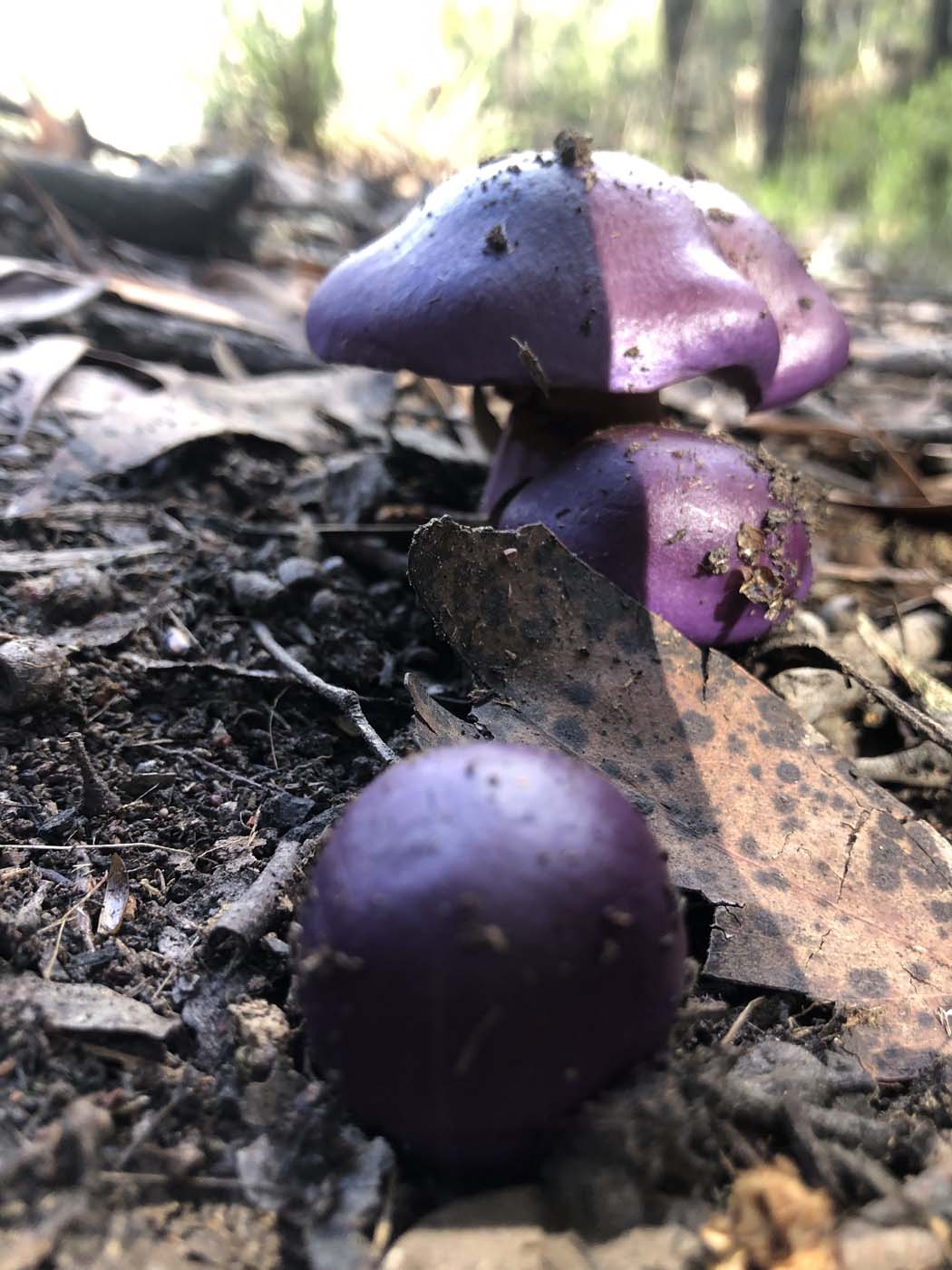 Whipstick loop walk (5)