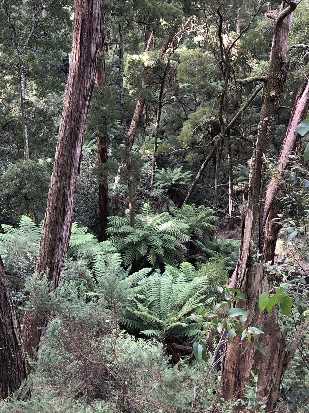 Whipstick loop walk (6)