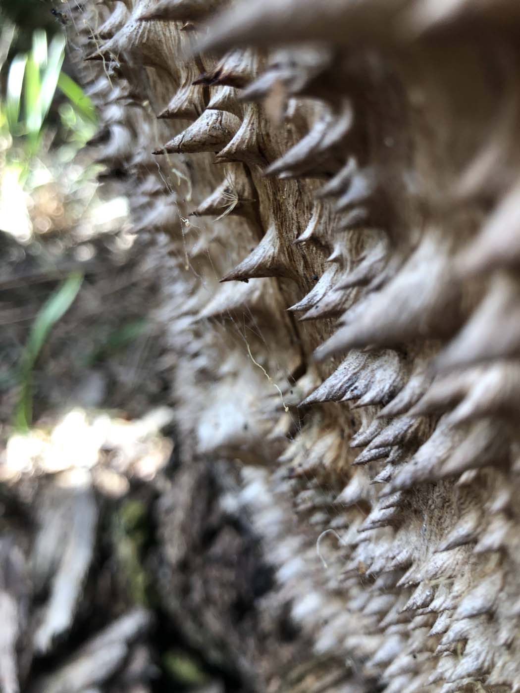 Whipstick loop walk (7)