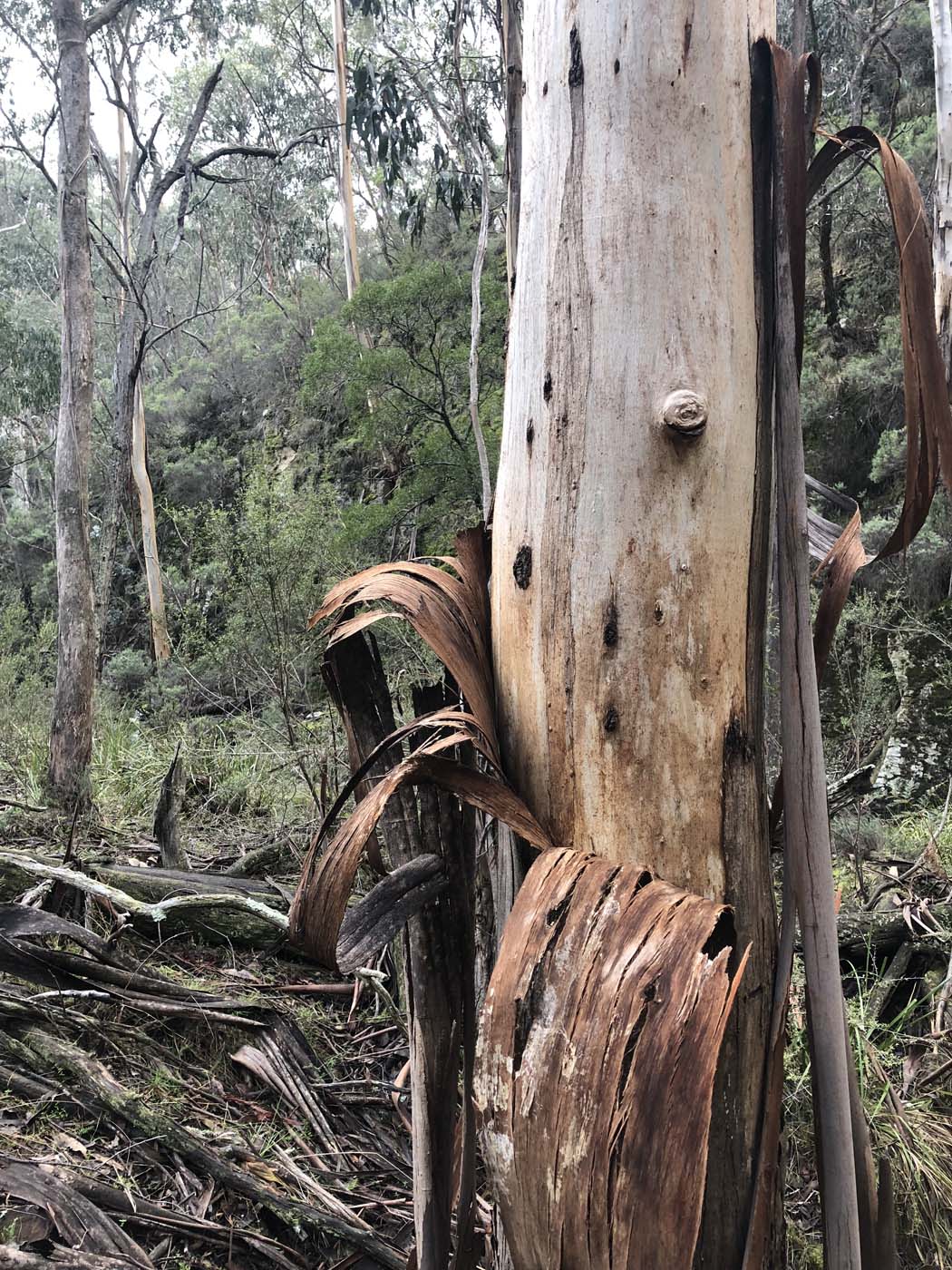 Whisky creek circuit hike (21)