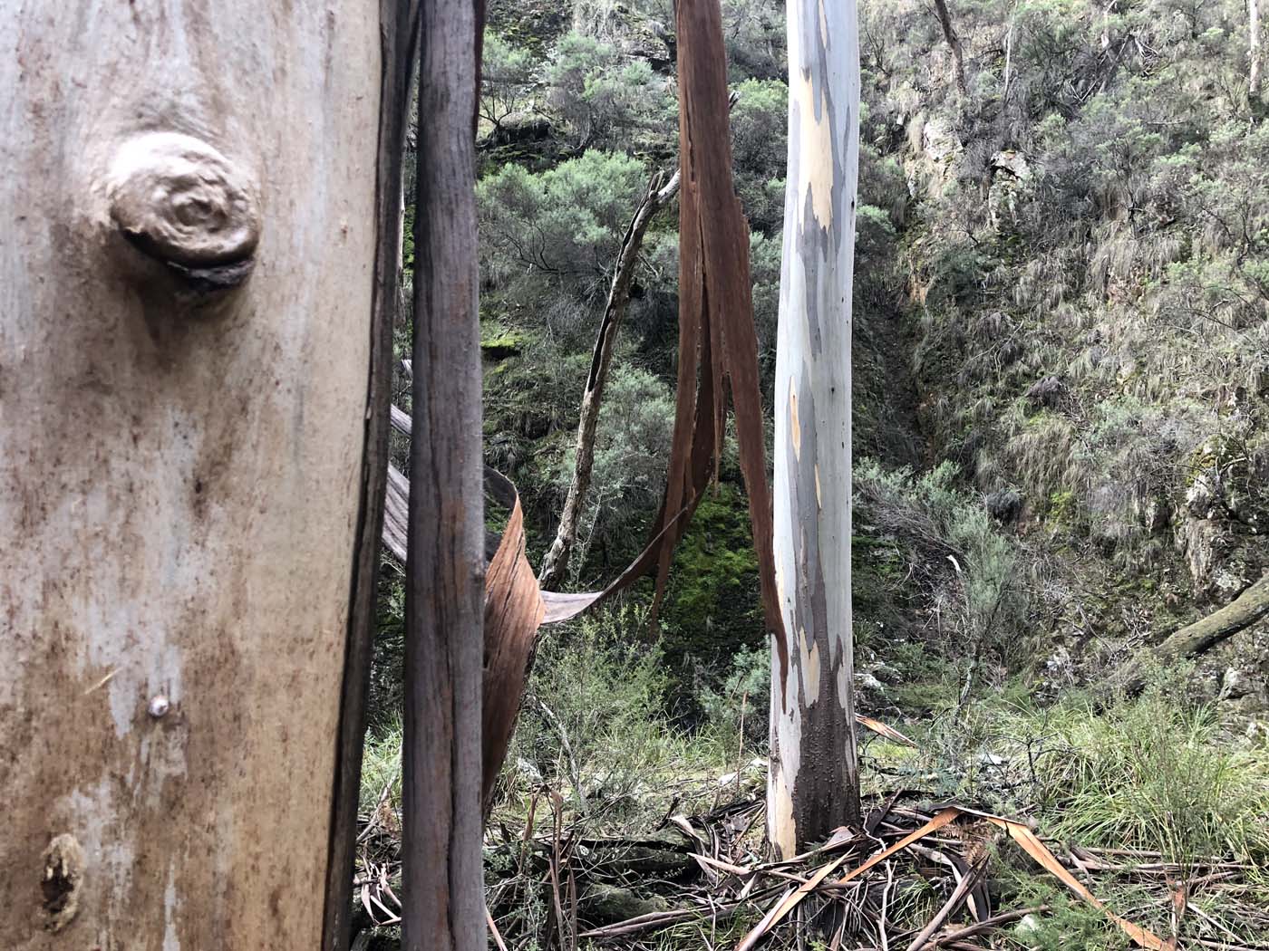 Whisky creek circuit hike (22)