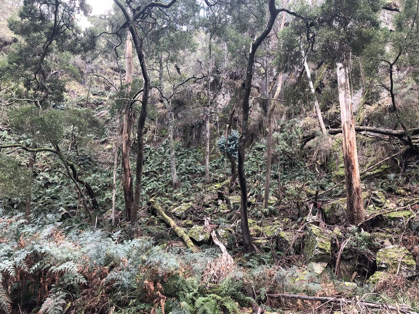 Whisky creek circuit hike (25)