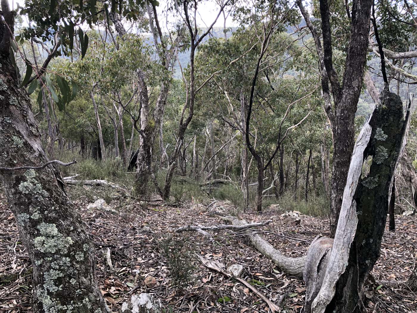 Whisky creek circuit hike (32)
