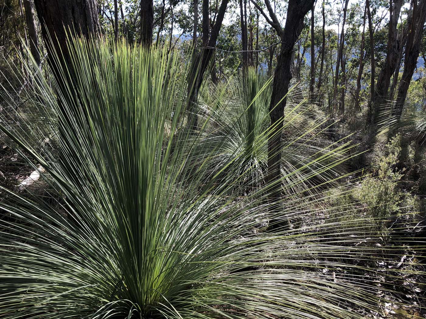 Whisky creek circuit hike (33)