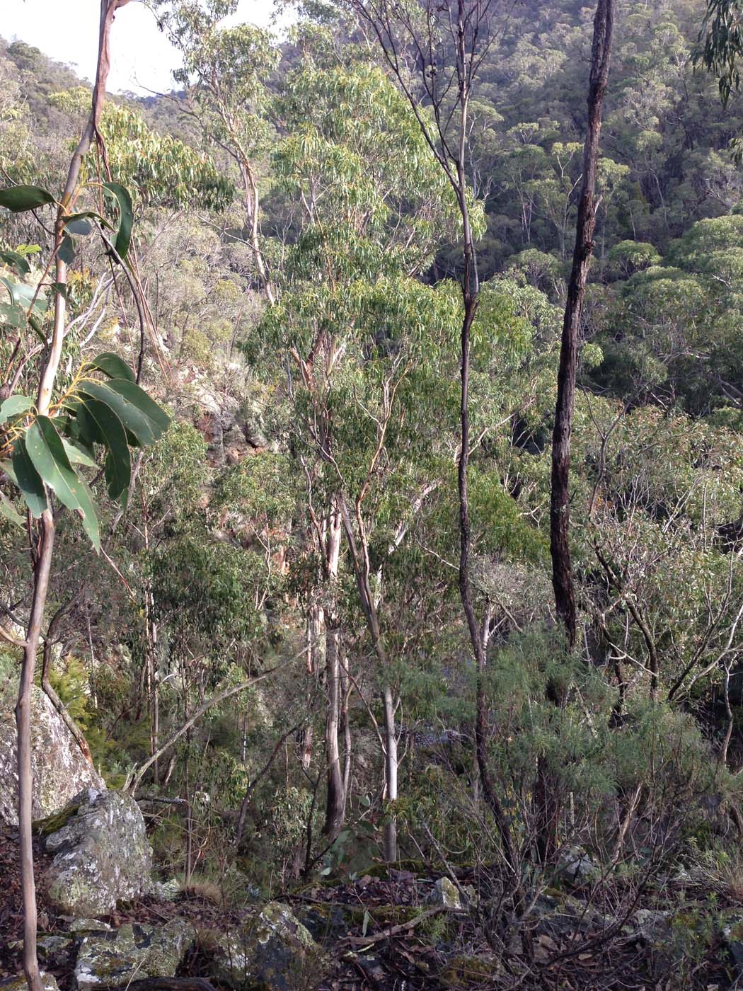 Whisky creek circuit hike (46)