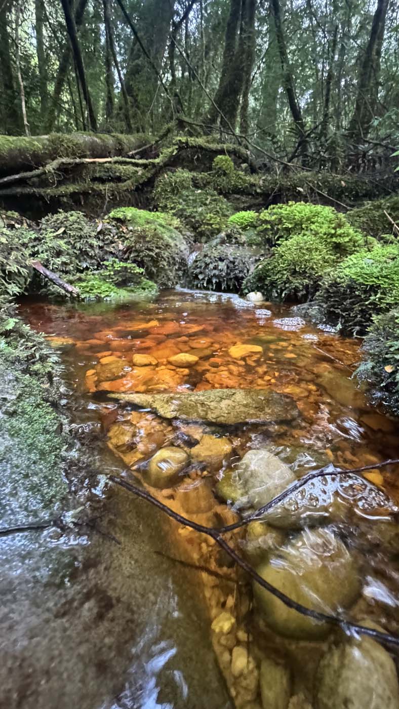 Whyte river walk (1)