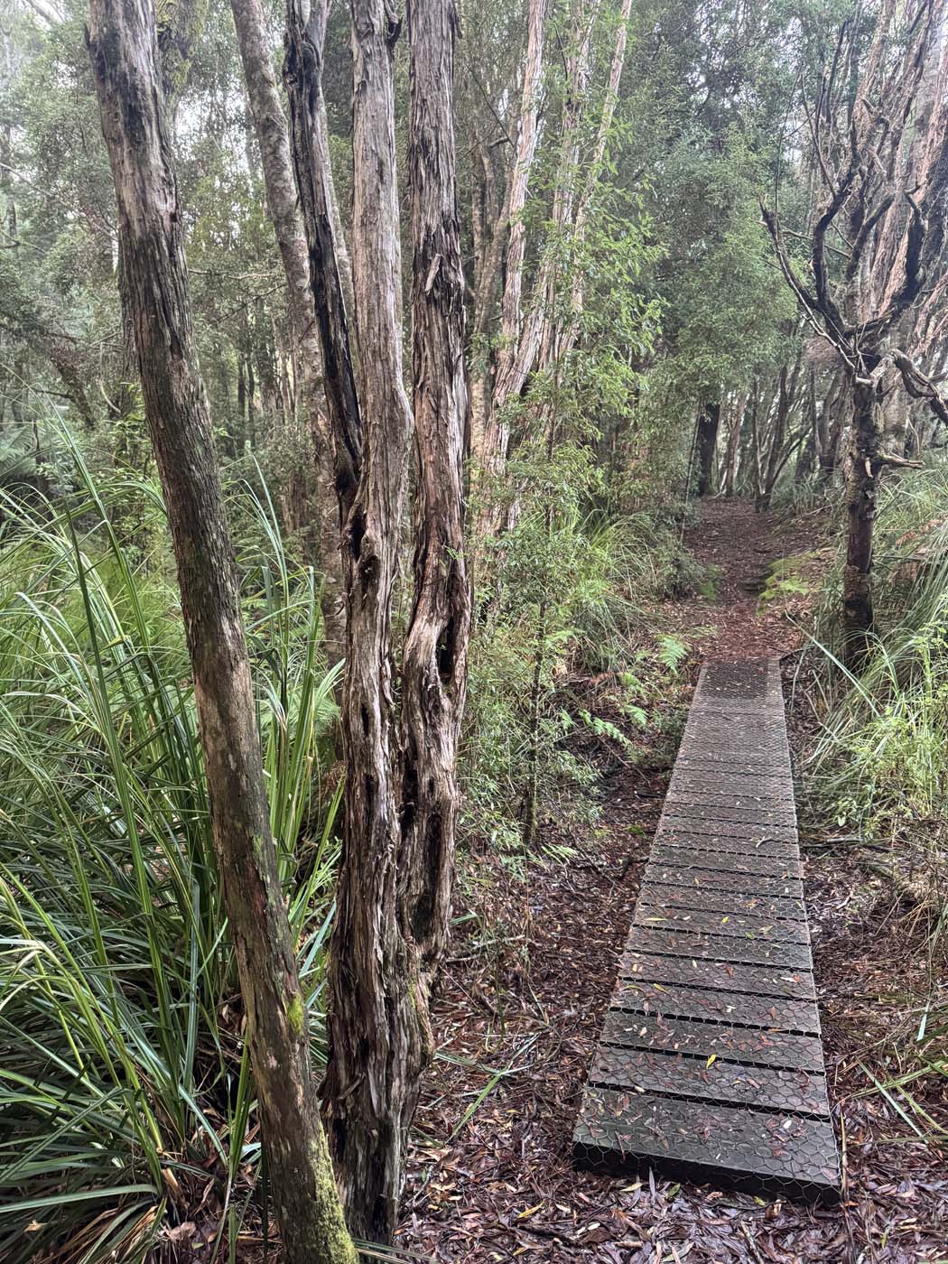 Whyte river walk (5)